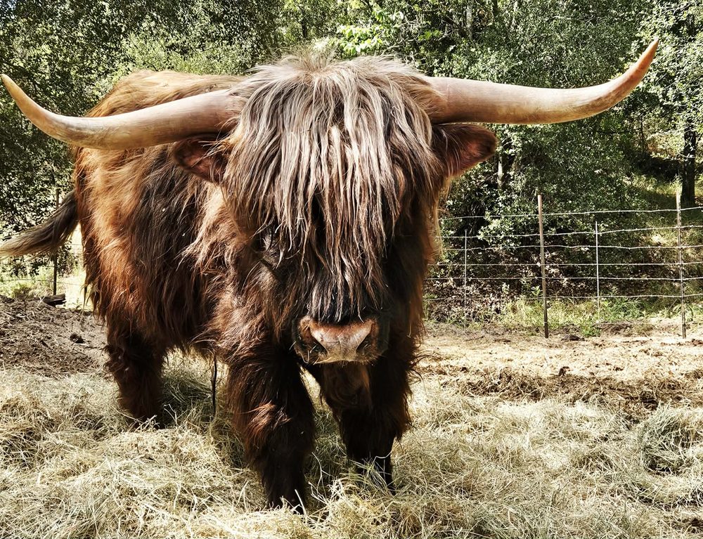 Outlander Jamie Fraser, Highland bull