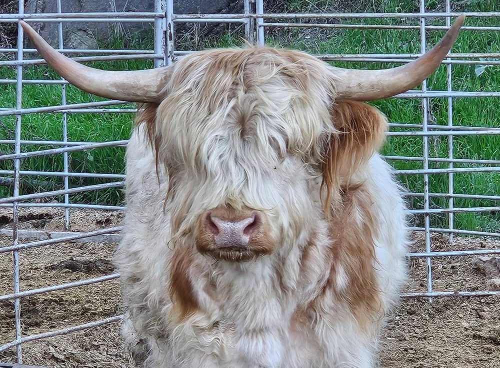 Outlander Lord Malcolm, High Park bull, photo 2