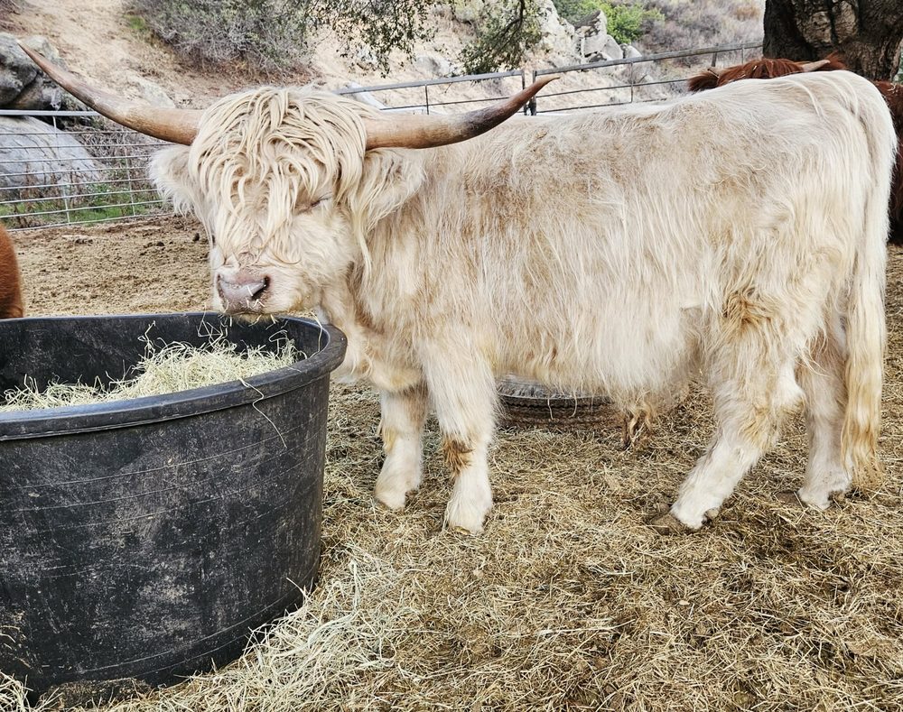 Outlander Steel, High % Highland bull, photo 1