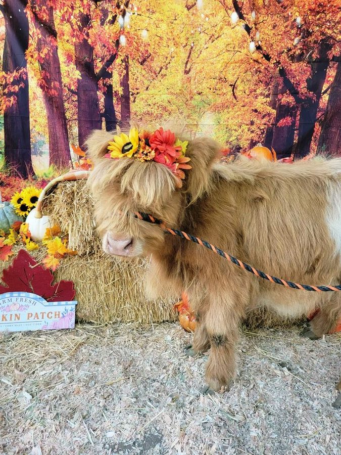 A red Highland calf in a sunflower and dahlia crown beside a Pumpkin Patch sign and hay bales