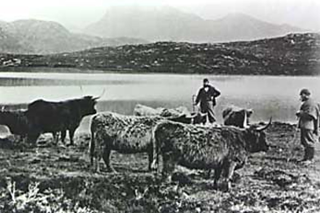 Archival photograph of a fold of Highland cattle beside a loch in the Scottish Highlands