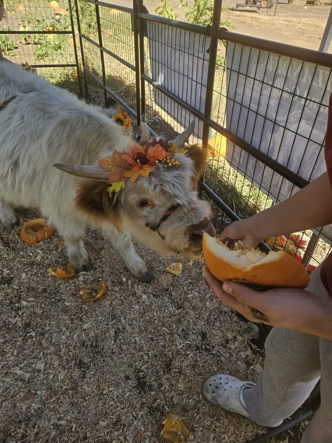 A Highland cow in an autumn flower crown eating pumpkin from a visitor's hands