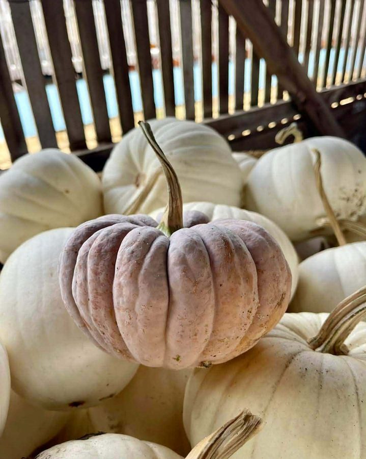 A blush pink heirloom pumpkin resting on a pile of white pumpkins