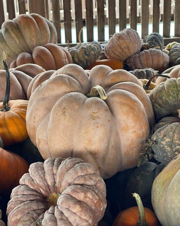 A pile of pale blush and green heirloom pumpkins stacked in a barn