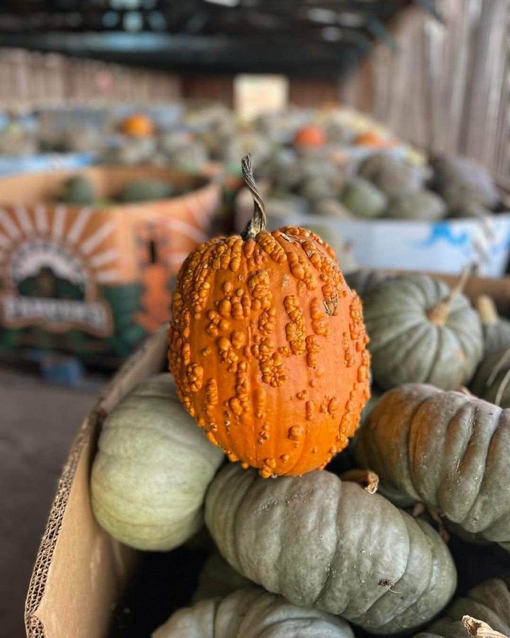 A warty orange pumpkin sitting on a crate of pale green pumpkins