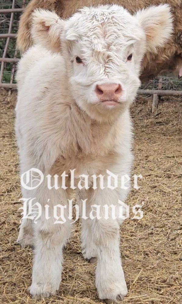 White Highland heifer calf, photo 3