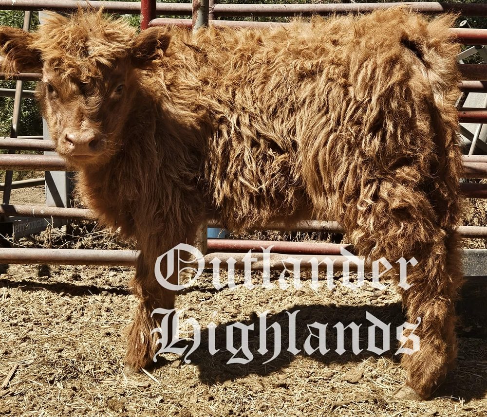 Yellow Brindle Highland heifer calf, photo 1