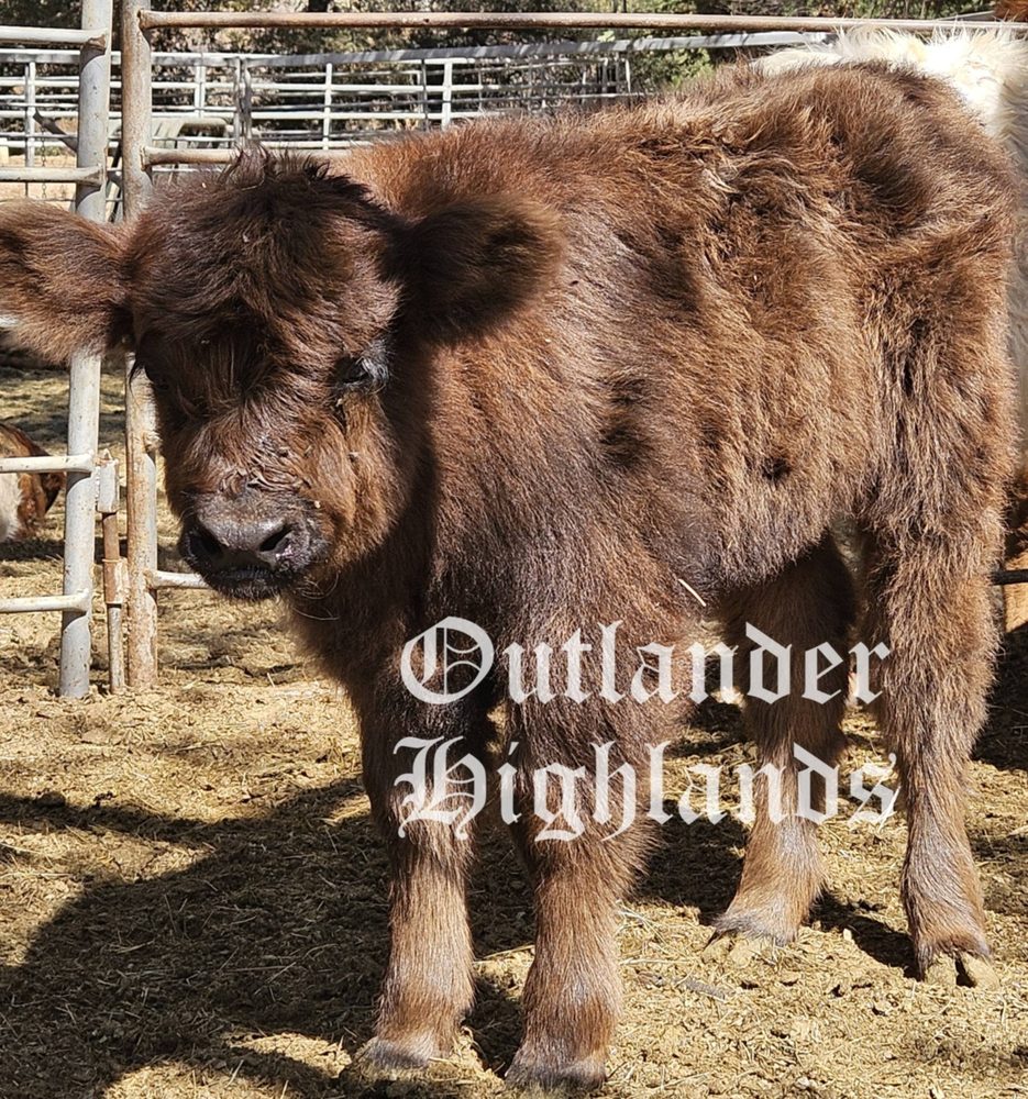 ParkWay calf, photo 1