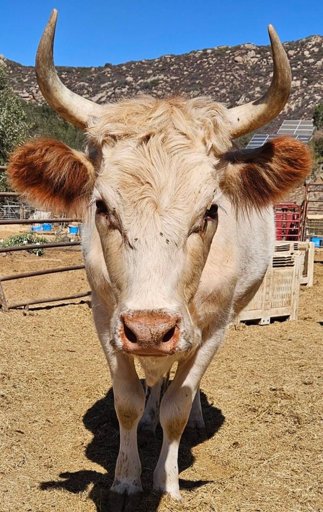 Aurora, Red Tipped White High Park cow, photo 2