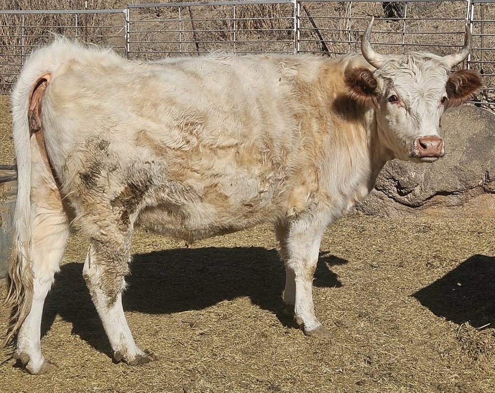 Aurora, Red Tipped White High Park cow, photo 1