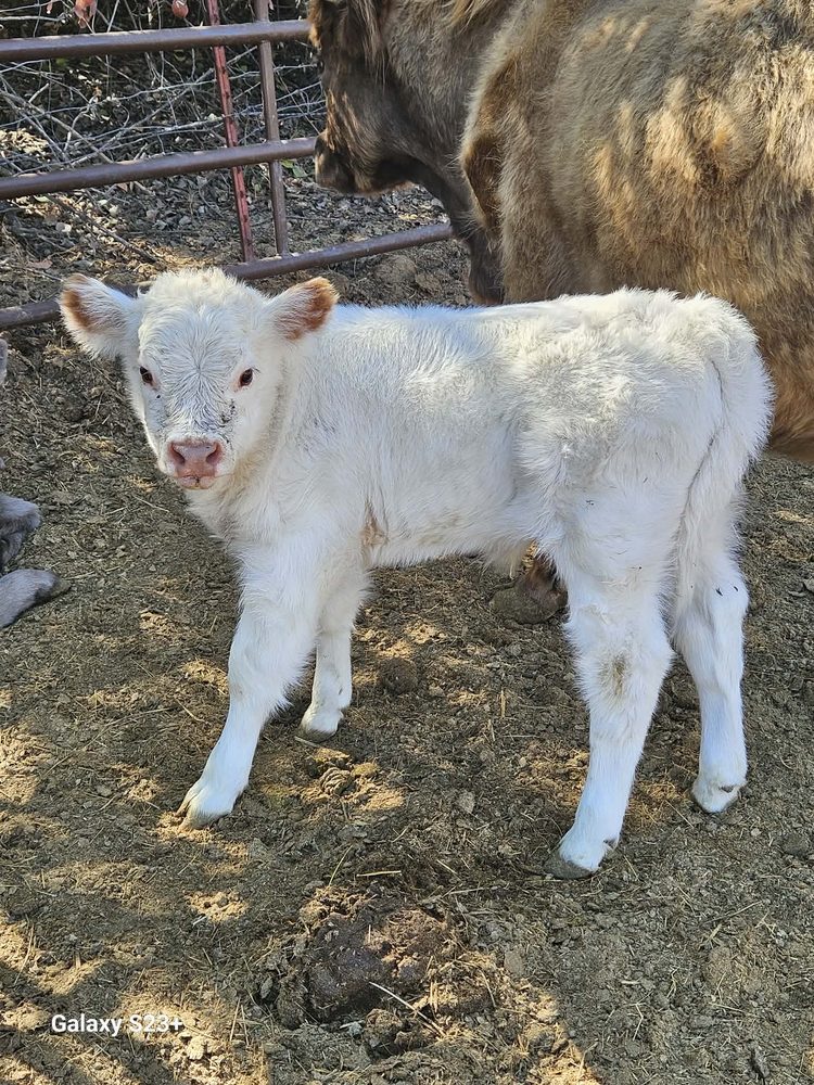 Red Tipped White High Park steer calf, photo 1
