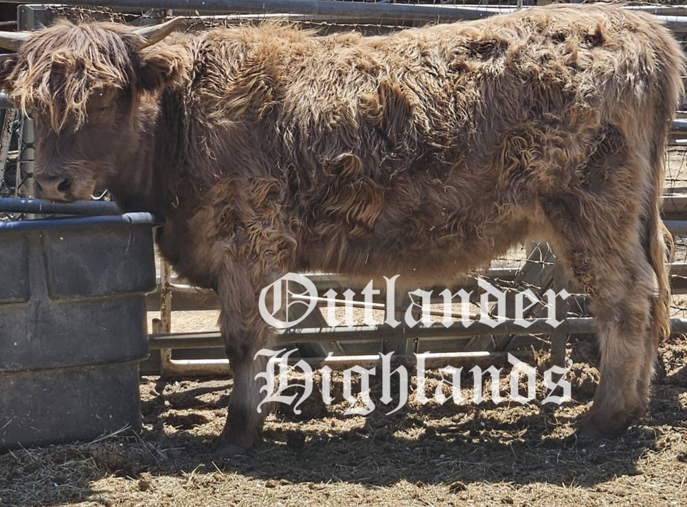 Dun Highland yearling heifer, photo 1